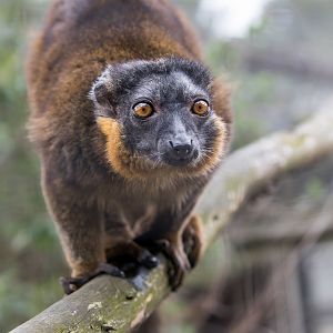 Collared Lemur/ Hamerton / 27-3-23