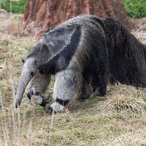 Giant Anteater/ Hamerton / 27-3-23