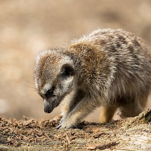 Meerkat/ Hamerton / 27-3-23