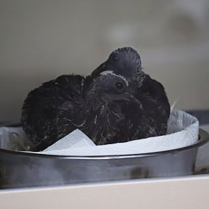 Scaled pigeons (Patagioenas speciosa)