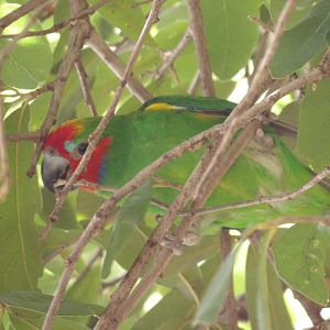 Double-Eyed Fig Parrot(Cyclopsitta diophthalma)