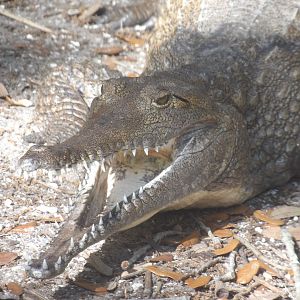 Freshwater Crocodile(Crocodylus johnstoni)