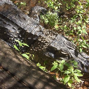 Black Caiman(Melanosuchus niger)
