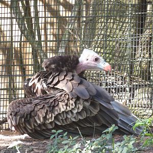 White-Headed Vulture(Trigonoceps occipitalis)