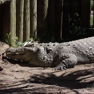 Mugger Crocodile(Crocodylus palustris)