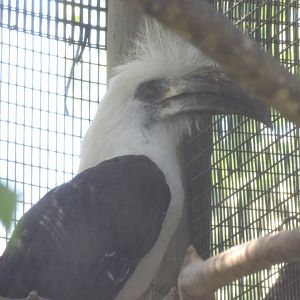 White-crowned Hornbill(Berenicornis comatus)