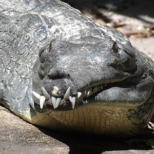 Indian Gharial(Gavialis gangeticus)