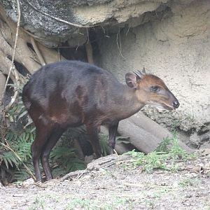 Black Duiker(Cephalophus niger)