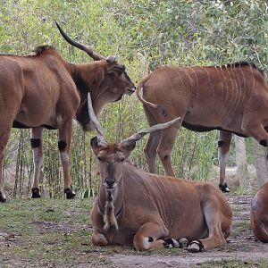 Giant Eland(Taurotragus derbianus)