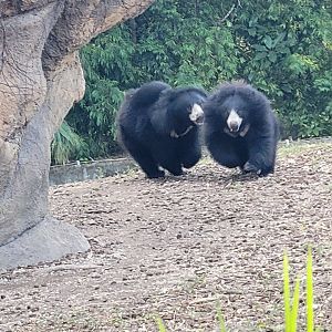 Sloth Bear(Melursus ursinus)