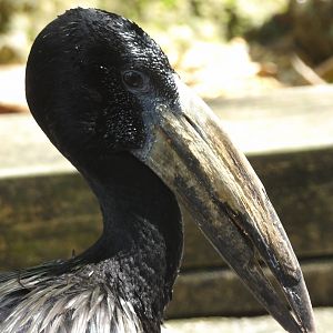 African Open-Billed Stork(Anastomus lamelligerus)