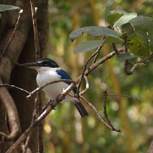White-Collared Kingfisher(Todiramphus chloris)