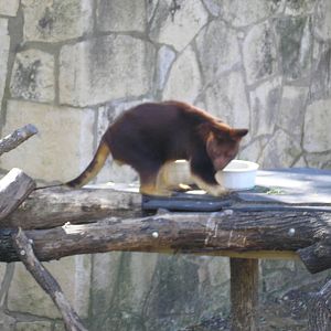 Goodfellow's Tree Kangaroo(Dendrolagus goodfellowi) - 2008