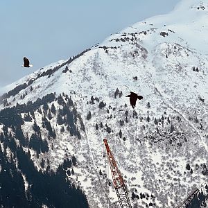 Iconic Birds of Alaska…Eagle, Raven, Crane.
