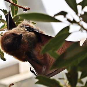Rodriguez flying fox (Pteropus rodricensis)