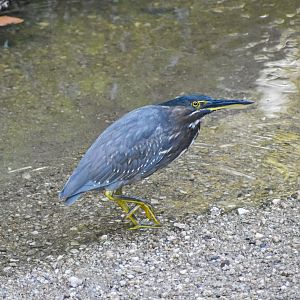Striated Heron