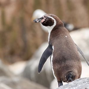 Humboldt penguin