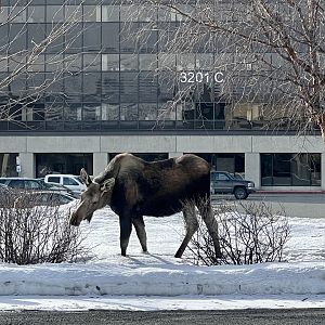3201 C Street.  Anchorage, Alaska.