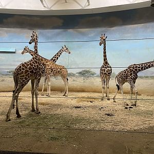 Giraffes