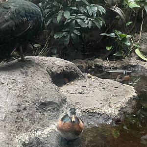Congo peafowl and African pygmy geese