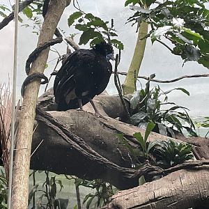 Blue-billed curassow male