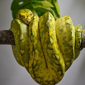 Green Tree Python