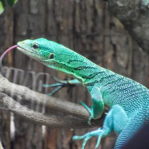 Emerald Tree Monitor