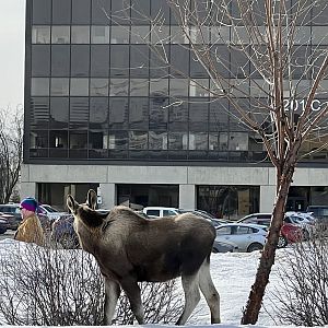 People watching in Alaska