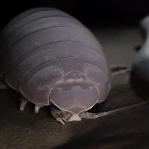 Giant Isopod // Into the Deep