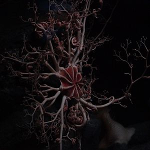 Basket Star // Into the Deep