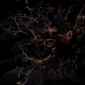 Basket Star // Into the Deep