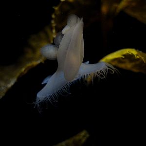Melibe Nudibranch // Kelp Forest (2nd floor)