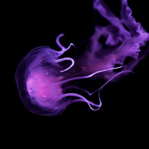 Mauve Stinger // Into the Deep