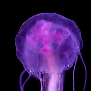 Mauve Stinger // Into the Deep