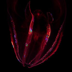 Bloody-Belly Comb Jelly // Into the Deep
