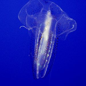 Spotted Comb Jelly // Drifters Gallery