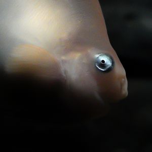 Salmon Snailfish // Into the Deep