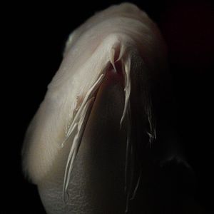 Salmon Snailfish // Into the Deep