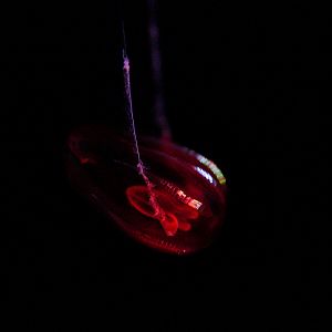 Undescribed Comb Jelly (Red X) // Into to the Deep