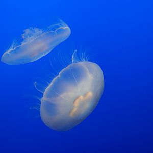 Moon Jellies // Drifters Gallery