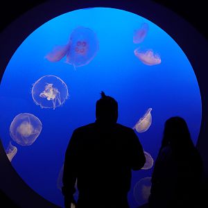 Moon Jelly Tank // Drifters Gallery