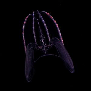 Lobed Comb Jelly // Into the Deep