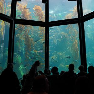 Kelp Forest Tank