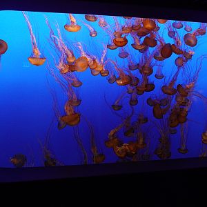 Pacific Sea Nettle Tank