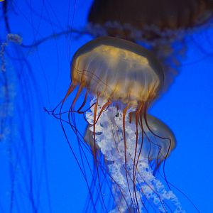 Pacific Sea Nettle // Drifters Gallery