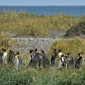 King penguin colony at Bahia Inutil