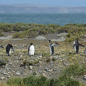 King penguin colony at Bahia Inutil