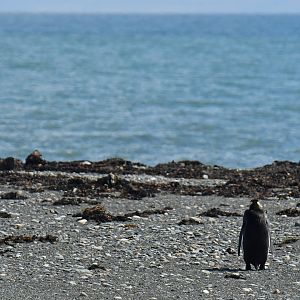 King penguin colony at Bahia Inutil