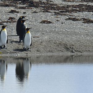 King penguin colony at Bahia Inutil