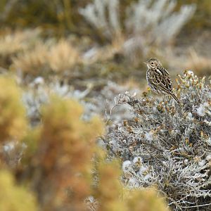 Correndera Pipit Anthus correndera